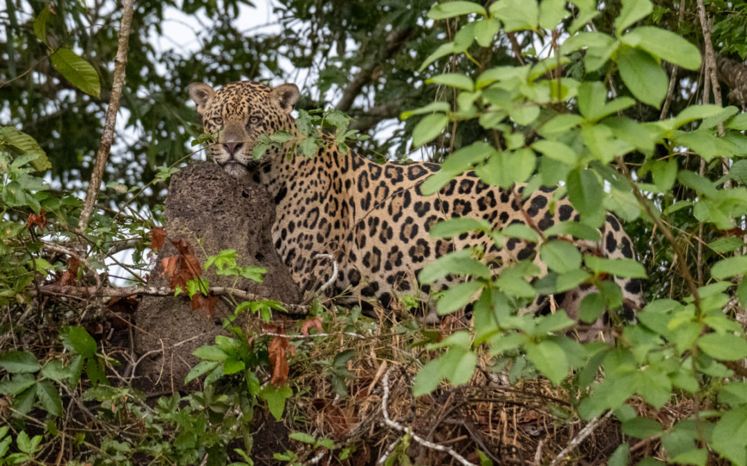 Jaguars in the Pantanal of Southern Brazil