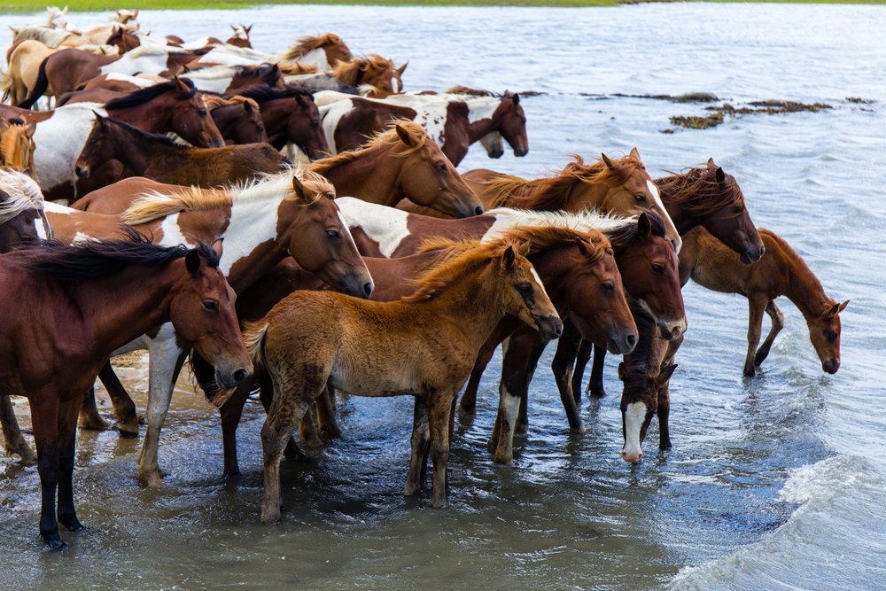 9 Things To Know Before Visiting Assateague Island National Seashore