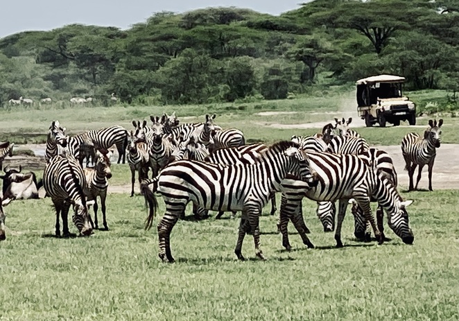 The Glory of Migration on a Tanzania Safari
