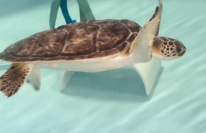 Sea Turtles – North Carolina Aquariums