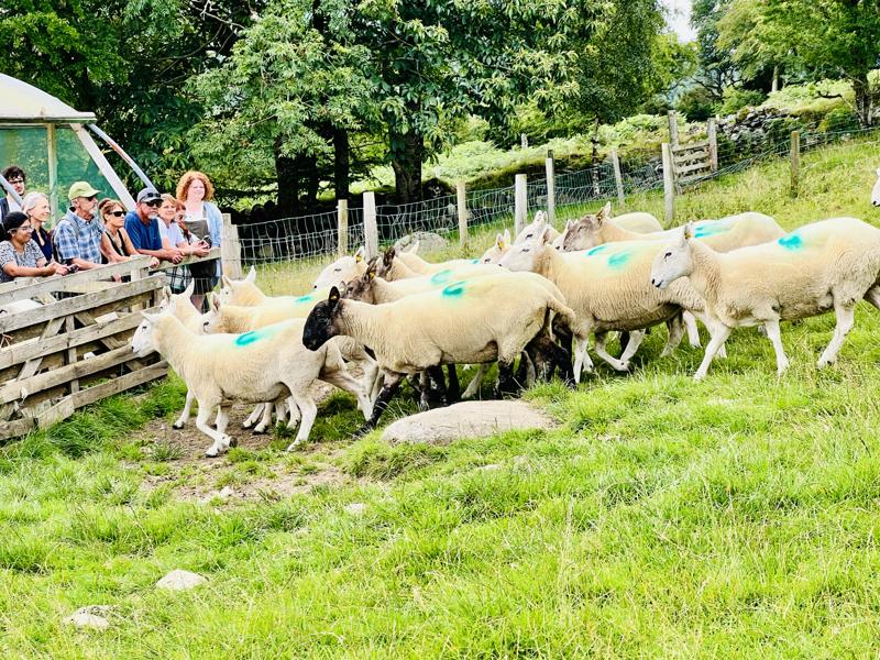 Richard Cullen’s Sheep Farm in Laragh, County Wicklow