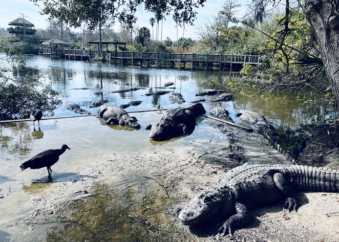 Gatorland Orlando