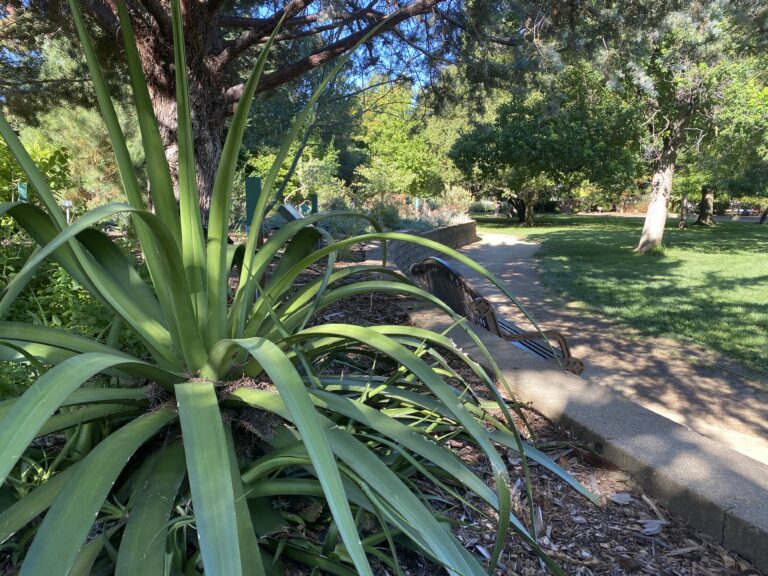 Markham Nature Park: A Stroll Through Concord, California’s Natural Beauty